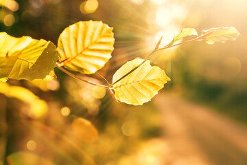 Wall Mural - Sunny autumn background with short depth of field and golden bokeh effects. Horizontal nature shot with focus on colorful leaves.