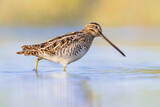 Fototapeta  - Common snipe wader bird in habitat background