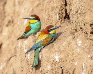 Wall Mural - Couple of European Bee Eater perched in breeding colony