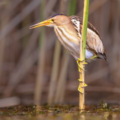 Poster - Little Bittern perched in reed