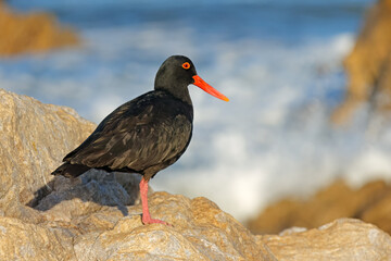 Poster - A rare African black oystercatcher (Haematopus moquini) on a coastal rock, South Africa.