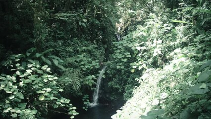 Wall Mural - A small waterfall spills into a pond in a rainforest 2