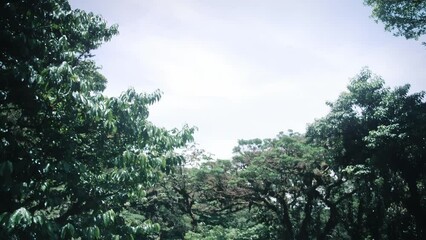 Wall Mural - View of the treetops in a rainforest in Costa Rica