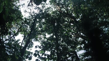 Wall Mural - Looking up through the treetops in a rainforest 3