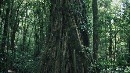 Wall Mural - A large old tree in a rainforest in Costa Rica