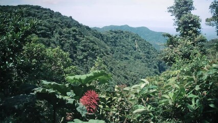 Wall Mural - Viewpoint of a rainforest in Costa Rica 3