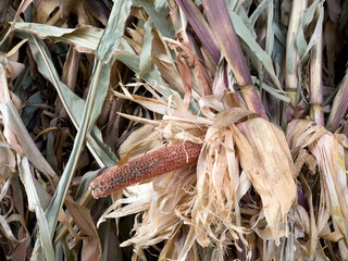 Dried fall out corn on the cob