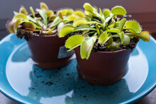 Decorative Venus Flytrap In A Pot With Moist Soil Filled With Water