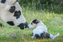Cow And Dog Getting Acquainted. Friends. 