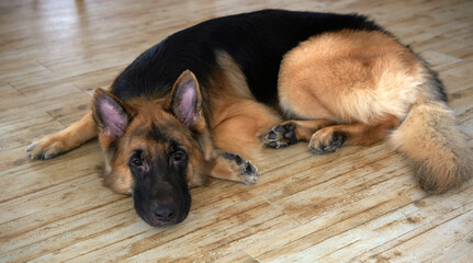german shepherd dog laying down on floor high angle view