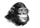 Szympans - Aleksandra Powtak
