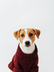 Cute dog jack russell terrier in a red sweater looks at the camera on a white background