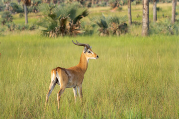 Wall Mural - Kob on the grazing land. Antelope in the Murchison Falls park. Safari in Uganda. African nature.