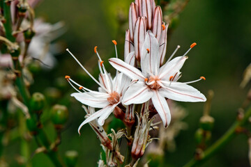 Canvas Print - Branched Asphodel // Ästige Affodill (Asphodelus ramosus) - Greece // Griechenland