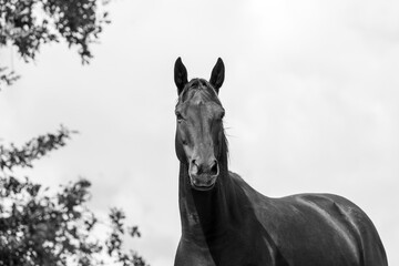 isolated horses , empty background