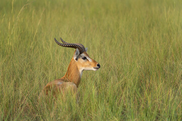 Wall Mural - Kob on the grazing land. Antelope in the Murchison Falls park. Safari in Uganda. African nature.