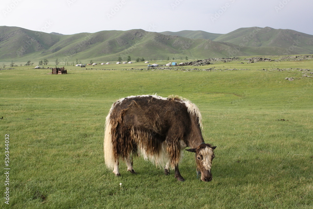 Yak in the tranquility of the huge Orkhon valley, Ovorkhangai, Mongolia ...