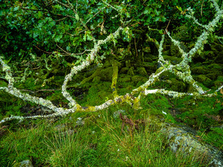 Sticker - Wistman's Wood National Nature Reserve - mystic high-altitude oakwood on valley of the West Dart River, Dartmoor, Devon, United Kingdom