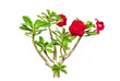 bouquet of red roses in a vase isolate and save as to PNG file