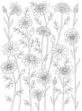 Coloring Book With Rural Meadow Flowers. Daisy And Carnation Flo