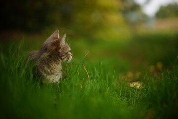 Wall Mural - A gray cat is resting in the autumn garden