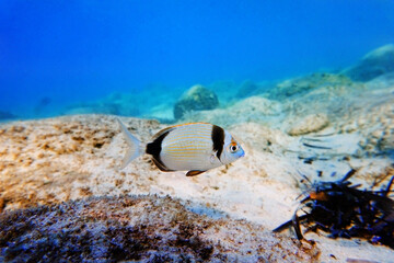 Wall Mural - Underwater image of common two-banded sea bream - Diplodus vulgaris      