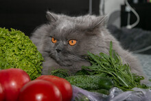A Beautiful British Longhair Cat Lies Among Tomatoes, Cucumbers, Arugula And Lettuce. Vegetarian Cat. Close-up.