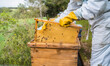 © Cavan Images - Close up of beekeeper's hands removing wax of hive body.