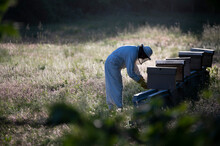Side View Of Beekeeper Placing Beehives In New Location.