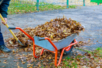 Wall Mural - A wheelbarrow is full of dried leaves. Autumn leaf cleaning fall leaves