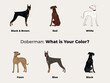 Medium-large breed, Dobermann dog pedigree drawing. Cute dog characters in various poses, designs for prints adorable and cute doberman cartoon vector set, in different poses. All popular colors.