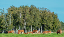 Cattle Of Brown Cows Eating Grass On A Meadow Under Birch Trees In Summer Or Early Autumn, Selective Focus
