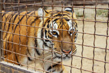 Fototapeta  - A tiger in a zoo cage