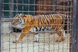 Fototapeta  - A tiger in a zoo cage