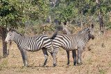 Fototapeta Sawanna - Zebras in Lower Zambezi National Park, Zambia