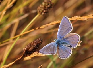 Poster - Closeup on a Common European Icarus blue butterfly, Polyommatus icarus