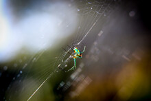 Close-up Of Orchard Orbweaver Spider Spinning A Web At A House In Central Florida