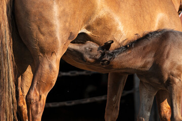 Wall Mural - beautiful chestnut dam feeding  her foal. close up.  sunny summer day