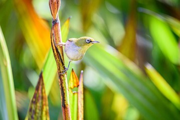 Canvas Print - Small warbling white-eye perched on the green grass in the field