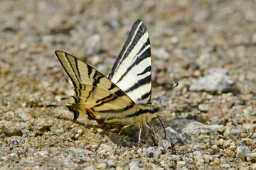 Canvas Print - drinking Scarce swallowtail // trinkender Segelfalter (Iphiclides podalirius) - Greece