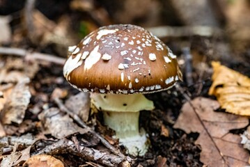 Sticker - Closeup shot of mushroom with dry fall leaves