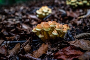 Sticker - Closeup shot of pile of mushroom with dry fall leaves