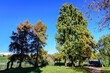 © Cristina Ionescu - Landscape with alley surrounded by vivid green, yellow and orange trees, plants trees and grass in a sunny autumn day in Parcul Tineretului (Tineretului Park) in Bucharest, Romania .