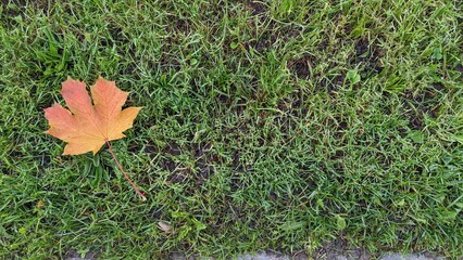 Wall Mural - maple leaf on green freshly cut grass