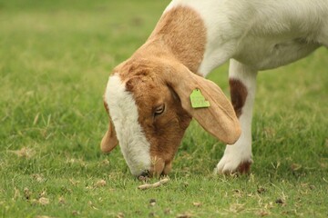 Wall Mural - Closeup shot of the white goat grazing in farm pasture