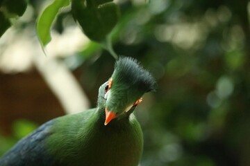 Sticker - Selective focus shot of green turaco with red beak on tree branch in wild in tropical forest