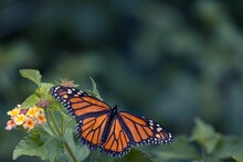 Rear Selective Focus Of A Monarch Butterfly Standing On The Yellow And Pink West Indian Lantana