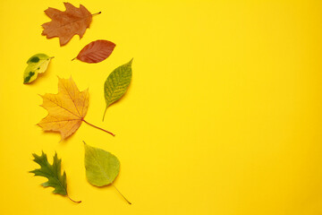 Creative layout of colorful composition of mixed multicolored green red fallen autumn leaf leaves on yellow background. Natural foliage. Fall concept. Top view. Flat lay. Copy space. Space for text