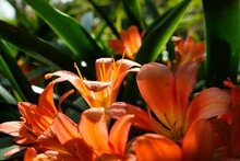 Closeup Of Orange Bush Lilies In The Garden