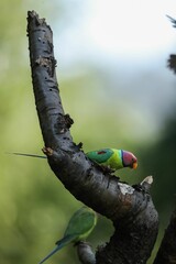 Poster - Shallow focus of two adorable plum-headed parakeets perching on a tree branch